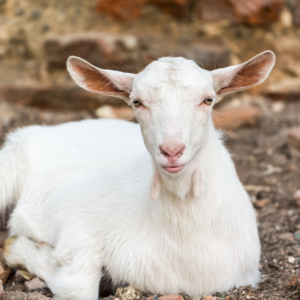 white goat