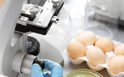 Eggs under microscope