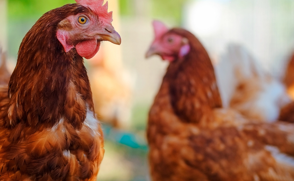 chickens at farn